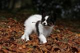 EPAGNEUL PAPILLON 082